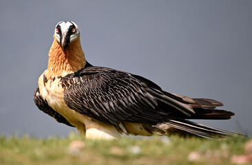 a majestic bearded vulture in spain