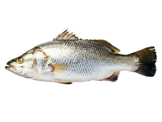 Fototapeta premium Fresh whole raw Barramundi fish, prized for its delicate flavor and firm texture, expertly isolated on a pristine white background, ready for healthy culinary creations or gourmet seafood preparation