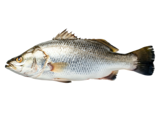 Fresh whole raw Barramundi fish, prized for its delicate flavor and firm texture, expertly isolated on a pristine white background, ready for healthy culinary creations or gourmet seafood preparation