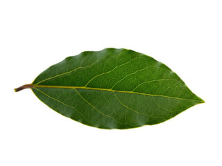 Fototapeta premium A single fresh green bay leaf, an aromatic culinary herb, is isolated on a clear blank white background for cooking and seasoning