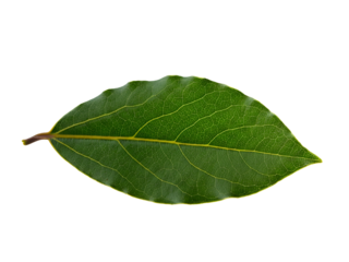 A single fresh green bay leaf, an aromatic culinary herb, is isolated on a clear blank white background for cooking and seasoning