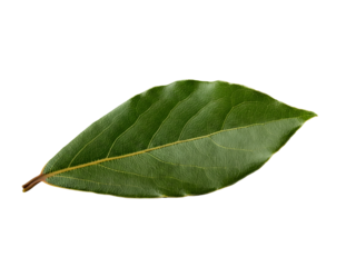 A fresh, vibrant green bay leaf with a prominent central vein, isolated on a clean white background, showcasing its natural texture and shape for culinary or decorative use