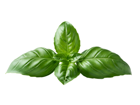 Vibrant fresh green basil leaves, a fragrant culinary herb ingredient, isolated on a pristine clear white background, perfect for healthy food recipes and seasoning - Powered by Adobe