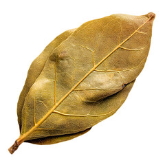 Dried leaf isolated on transparent background.