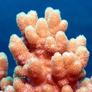 Close up view of a Dendronephthya hemprichi coral Boracay Island Philippines