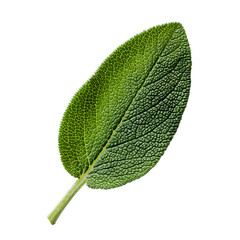 Single sage leaf isolated on transparent background.