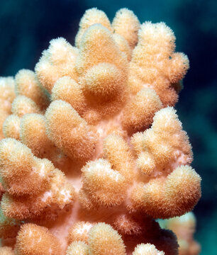 Close up view of a Dendronephthya hemprichi coral Boracay Island Philippines