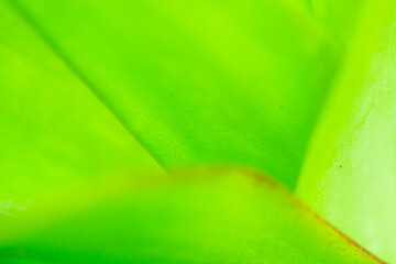 Natural plant green leaf in garden nature background