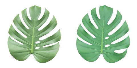 Fresh green monstera leaves isolated on transparent background, tropical foliage design featuring natural split leaf patterns, ideal for nature inspired interior design decor and gardening projects