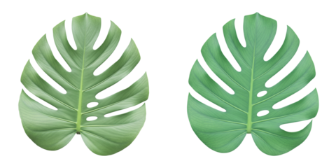 Fresh green monstera leaves isolated on transparent background, tropical foliage design featuring natural split leaf patterns, ideal for nature inspired interior design decor and gardening projects