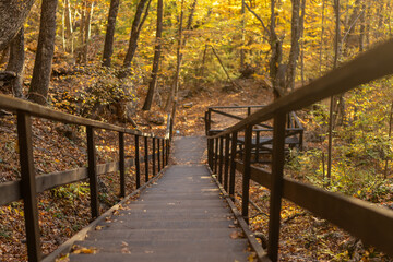 Obraz premium Autumn forest stairs, a scenic wooden pathway descending through vibrant fall foliage