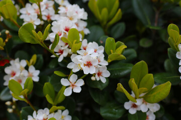 Snow White Indian Hawthorn (Rhaphiolepis indica) in full bloom