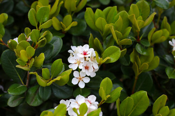 Naklejka premium Snow White Indian Hawthorn (Rhaphiolepis indica) in full bloom