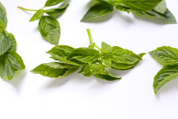 Basil leaves on white background.