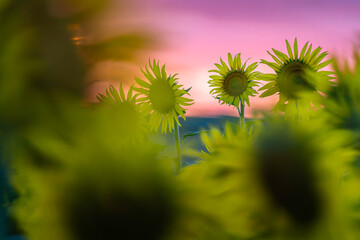 福岡-【柳川ひまわり園】