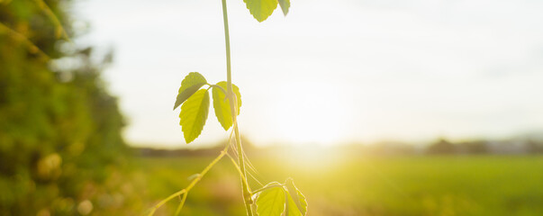 Sunset flowers in the countryside,cover page