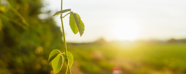 Sunset flowers in the countryside,cover page