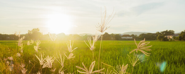 Sunset flowers in the countryside,cover page