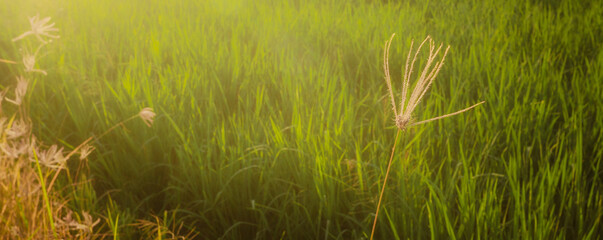 Sunset flowers in the countryside,cover page