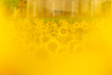 福岡-【柳川ひまわり園】