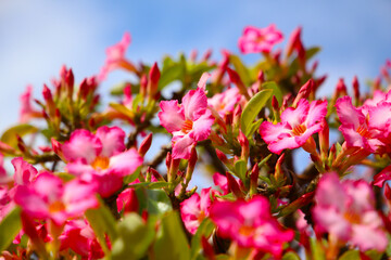 Adenium obesum, Pink desert rose flowers blooming under clear blue sky.