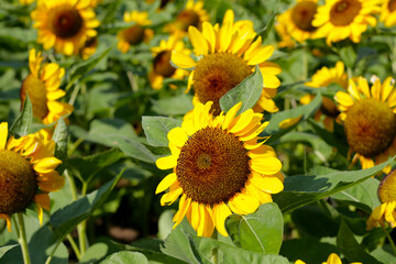 Blooming sunflower fields. Beautiful yellow flower