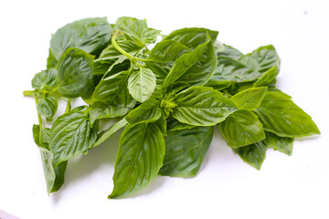 Basil leaves on white background.
