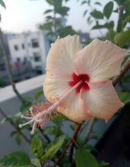 Pink hibiscus flower against green leaves.