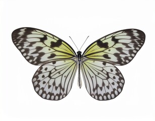 Obraz premium Butterfly's Elegance: A close-up view of a butterfly, showcasing the intricate patterns on its delicate wings. The details of the wing pattern create a stunning display of nature's design.