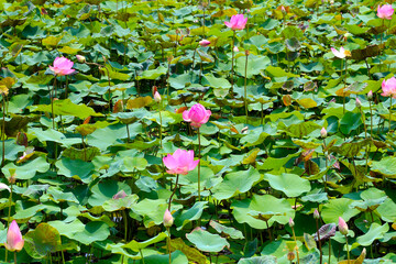 Pink lotus flower blooming in pond with green leaves. Lotus lake, beautiful nature background.