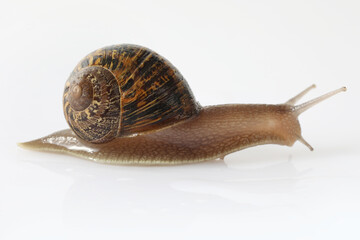 snail isolated on white background