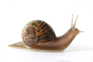 snail isolated on white background