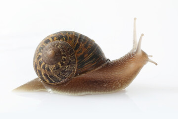 snail isolated on white background
