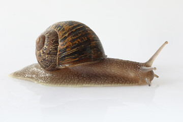 snail isolated on white background