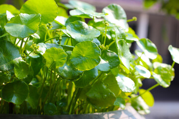Centella asiatica (gotu kola). Fresh green leaves herb background.
