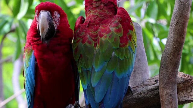 Pair of Green-Winged Macaws Perched on Tree Branch