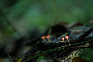 Delicate Pink Fungi on Forest Floor with Soft Green Background