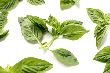 Basil leaves on white background.