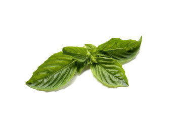 Basil leaves on white background.
