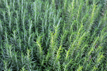 Rosemary plant, Fresh herb in the garden