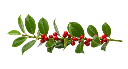 A beautiful holly branch with vibrant red berries and green leaves isolated on transparent background, png