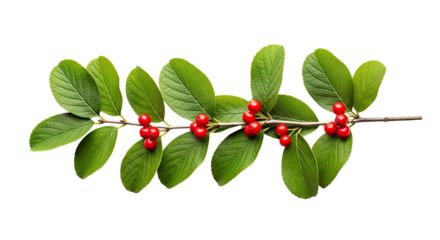 A branch with green leaves and red berries isolated on transparent bakcground, PNG