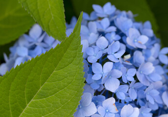 forget me not flowers Presents a close-up of blue hydrangea flowers. Full-frame composition