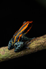 Macro photograph of Ranitomeya amazonica, a colorful poison dart frog from the Peruvian Amazon in Iquitos, a valuable resource of the rainy forests of Peru in Loreto