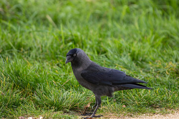 Jackdaw walking in green grass – close-up wildlife bird photo, side view