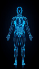 human anatomy wireframe glowing internal organs futuristic light healthcare innovation medical science background