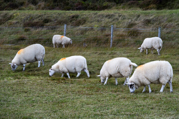 Obraz premium Whiteface wooly sheep, marked with orange paint to note ownership, in a grass pasture, Scottish Highlands in Western Scotland 