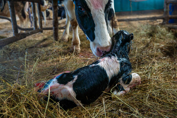 A Holstein dairy cow with a newborn calf on a farm © Natalia