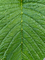 Green leaf surface, wet with raindrops, highlighting the prominent central yellow vein and parallel secondary veins in a beautiful, natural, textured pattern.