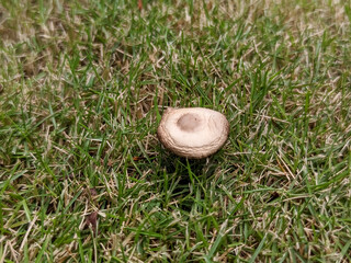 A solitary, light tan wild mushroom with a round, slightly cracked cap rests on a textured bed of dry and green lawn grass. This natural ground-level shot highlights the ephemeral beauty of mycology.